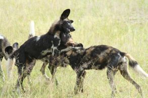 wilddog